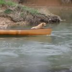 Two Scared Dogs Are Trapped In A Canoe