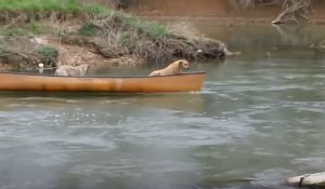 labrador, dogs, rescue, heroic, intelligent, animals, swimming,