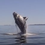 Family Rescues A Nearly-Dead Whale