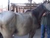 horse, Miracle, pregnant, Pregnant animals, Pregnant Horse, amazing, baby, story,