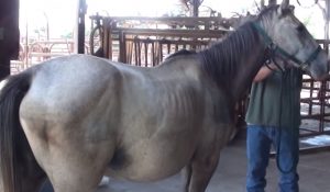 horse, Miracle, pregnant, Pregnant animals, Pregnant Horse, amazing, baby, story,