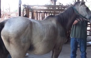 horse, Miracle, pregnant, Pregnant animals, Pregnant Horse, amazing, baby, story,