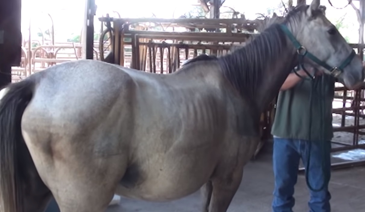 horse, Miracle, pregnant, Pregnant animals, Pregnant Horse, amazing, baby, story,