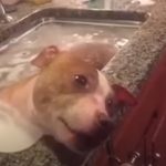 Rescued Pit Bull Takes Relaxing Bath