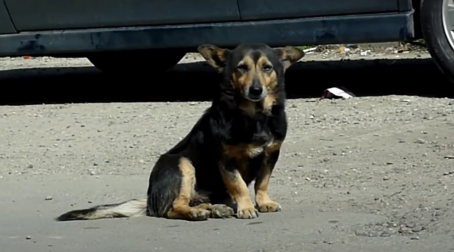 Box, dogs, stray-dog, rescue, adoption, homeless, heartwarming,
