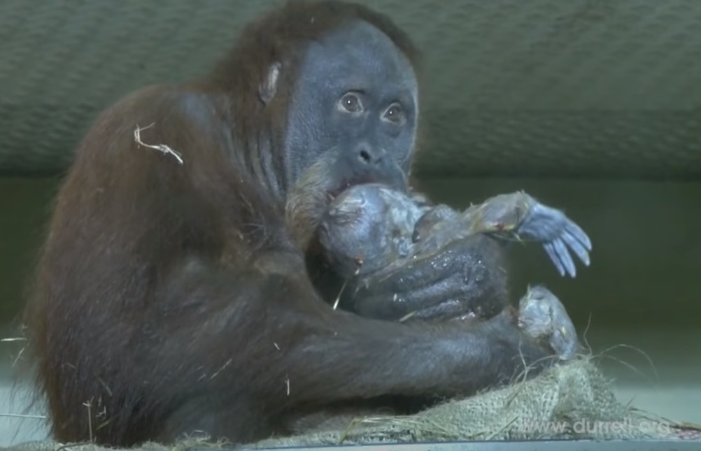 baby, Birth, camera, Durrell, Newjersey, live, orangutan, Sumatra, Wildlife, mother love, footage, rare, amazing, zoo,