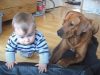 Rhodesian, Ridgeback, baby, climb, dog, smart, bed, blanket, adorable, cute,