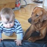 Rhodesian Ridgeback helps baby to climb into her bed