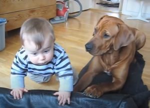 Rhodesian, Ridgeback, baby, climb, dog, smart, bed, blanket, adorable, cute,