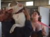 Dog, Pitbull, Stolen dogs, Shelter, adoption, Reunion, Friends,