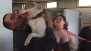 Dog, Pitbull, Stolen dogs, Shelter, adoption, Reunion, Friends,