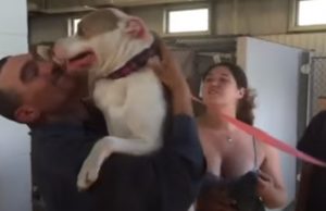 Dog, Pitbull, Stolen dogs, Shelter, adoption, Reunion, Friends,