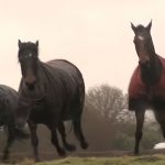 This Horses Reunion Is Heart-Melting