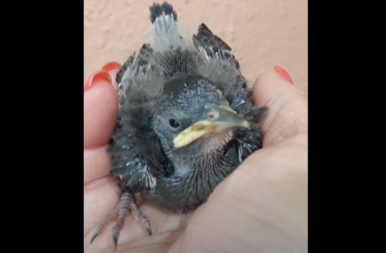 animal, bird, egg, Egg Laying, rescued baby bird, Starling, hatchling, humane, emotional, save a life,