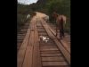 baby, Bridge, horse, rescue, amazing, faith restored, mom, beautiful, act,