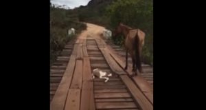 baby, Bridge, horse, rescue, amazing, faith restored, mom, beautiful, act,