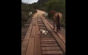 baby, Bridge, horse, rescue, amazing, faith restored, mom, beautiful, act,