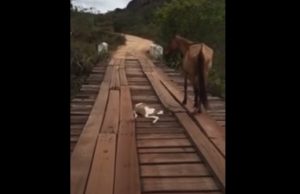 baby, Bridge, horse, rescue, amazing, faith restored, mom, beautiful, act,