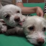 Male dog take care of 3 abandoned Puppies