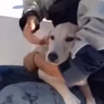 Saving a dog in Naples sea