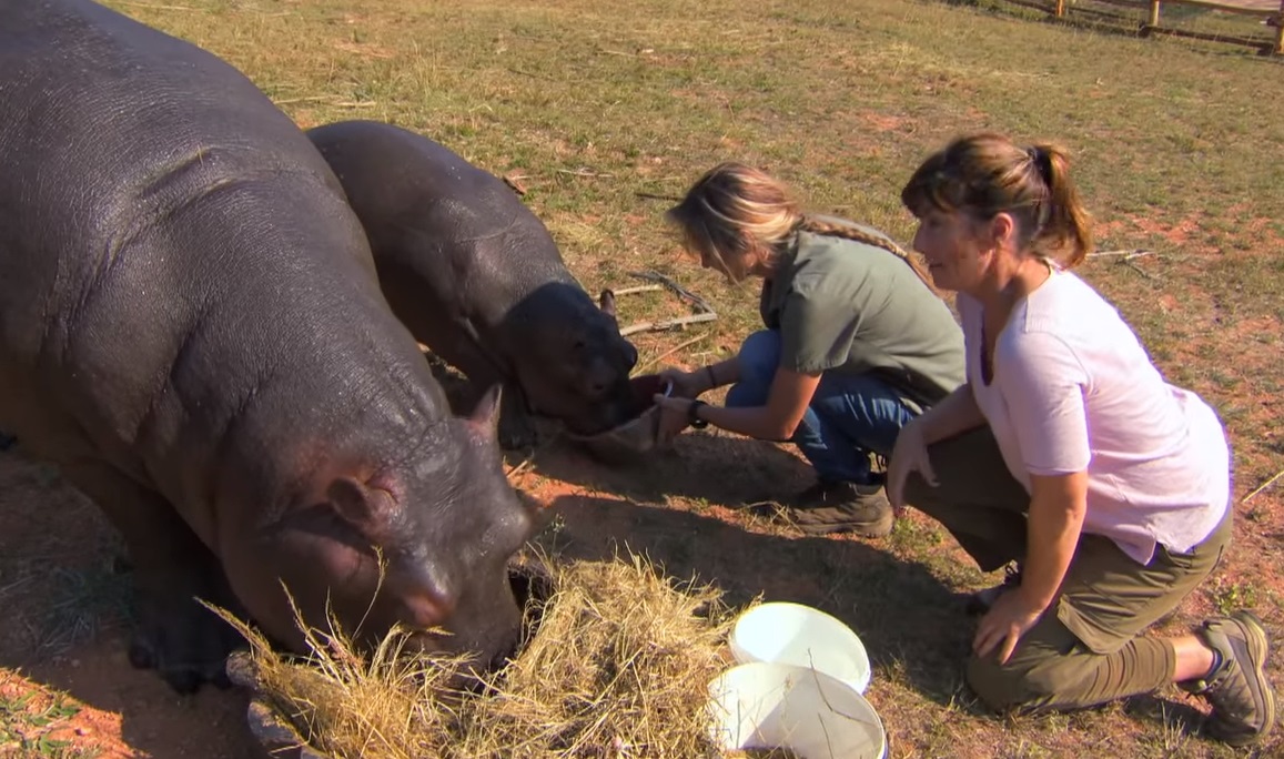 Hippos, nature, animals, wildlife, babies, Africa, adorable,