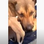 Dog cries real tears when reunited with her puppies