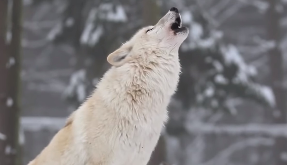 animals, Yellow Stone Park, Canada, Wolves, Nature, Documentary, wild-life, green-white-pink-text,