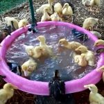 Ducklings Swimming In Their New Pool For The First Time