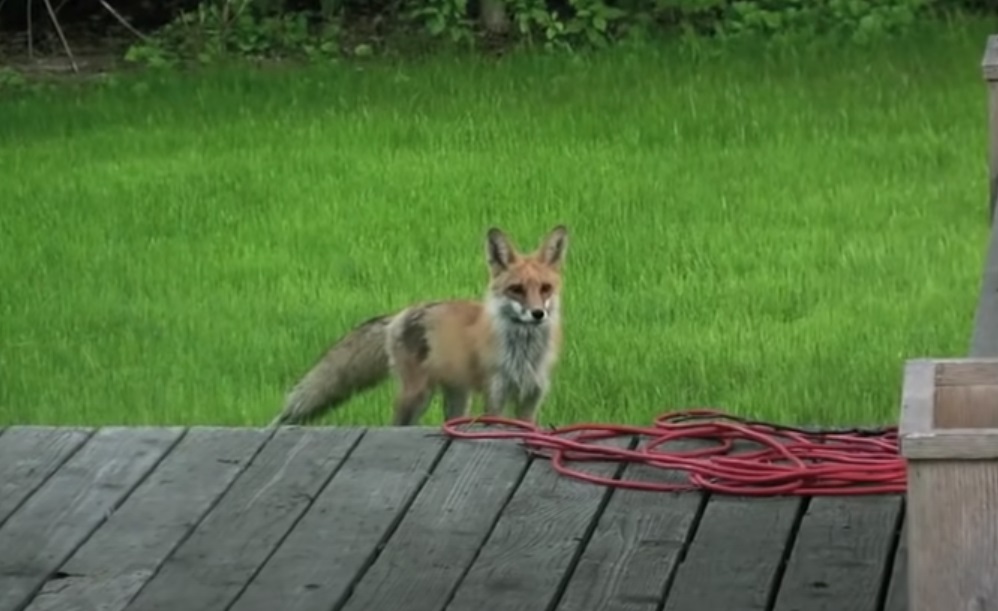 screaming, fox, wild, friends, dogs, animals, backyard, house, scary,