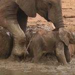 Elephant calf got stuck in a waterhole