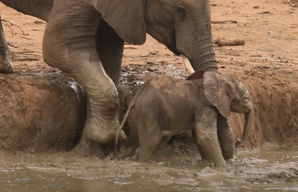 #elephant #calf #rescue #wild #animals