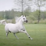 Pepita the Gorgeous Arabian Horse