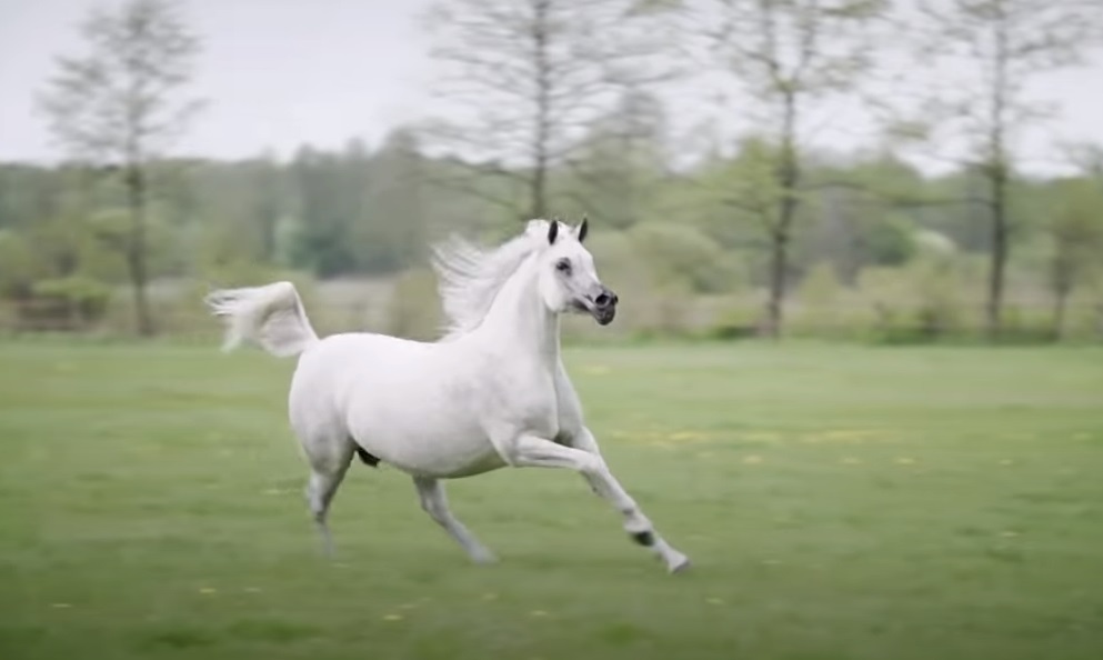 Horse, beautiful horses, georgeous horses, white horses, arabian horses,