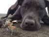 dogs, crabs, beach, cute, adorable, digging, playing, amazing, labrador,