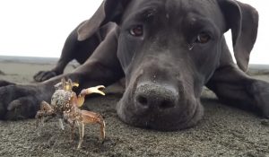 dogs, crabs, beach, cute, adorable, digging, playing, amazing, labrador,