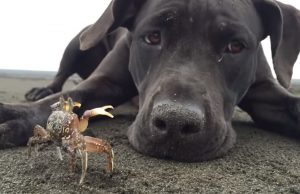 dogs, crabs, beach, cute, adorable, digging, playing, amazing, labrador,