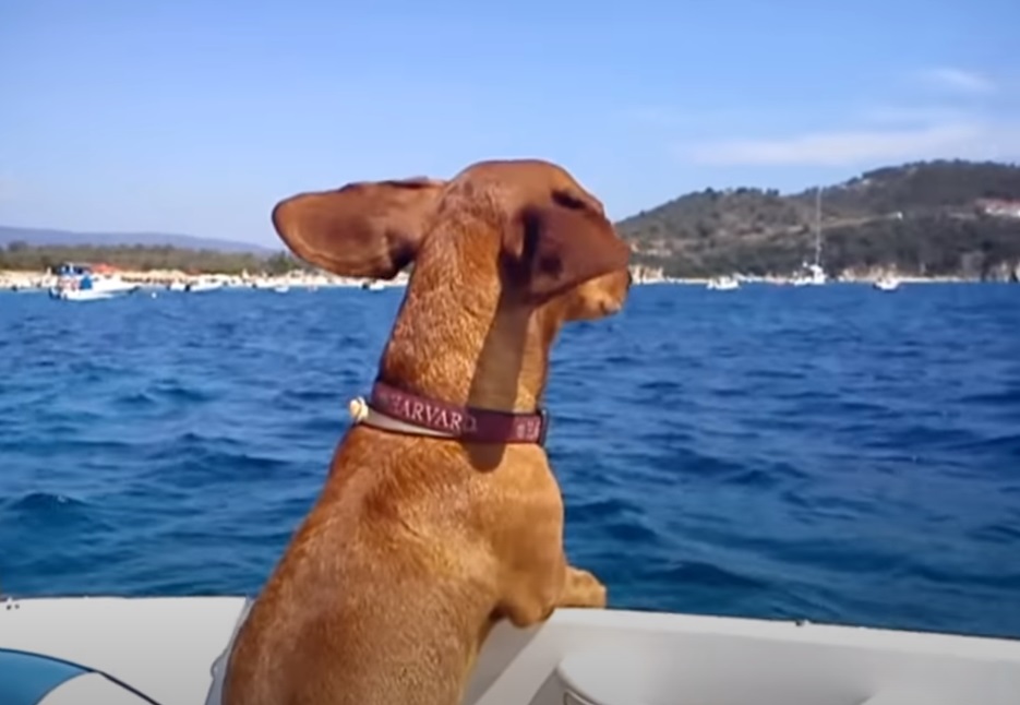 Dogs, Dachshund, holiday, boat, sea, yacht, Hilarious,