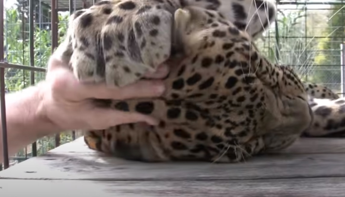 Leopard, Cage, massage, Animals, Wild, Big cats, Amazing,