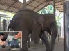 Elephant, Leg, Landmine, Explosion, accident, injured, Mammals, Thailand, Asia,