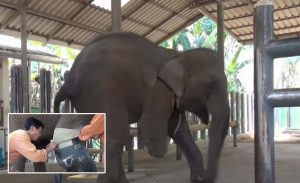Elephant, Leg, Landmine, Explosion, accident, injured, Mammals, Thailand, Asia,