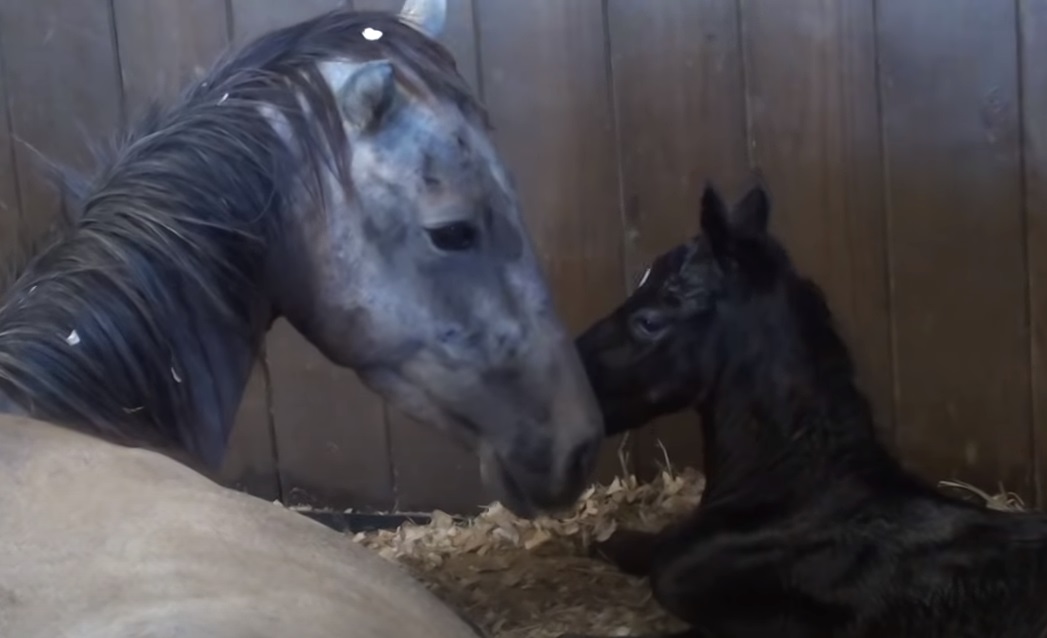 horse, Miracle, pregnant, Pregnant animals, Pregnant Horse, amazing, baby, story,