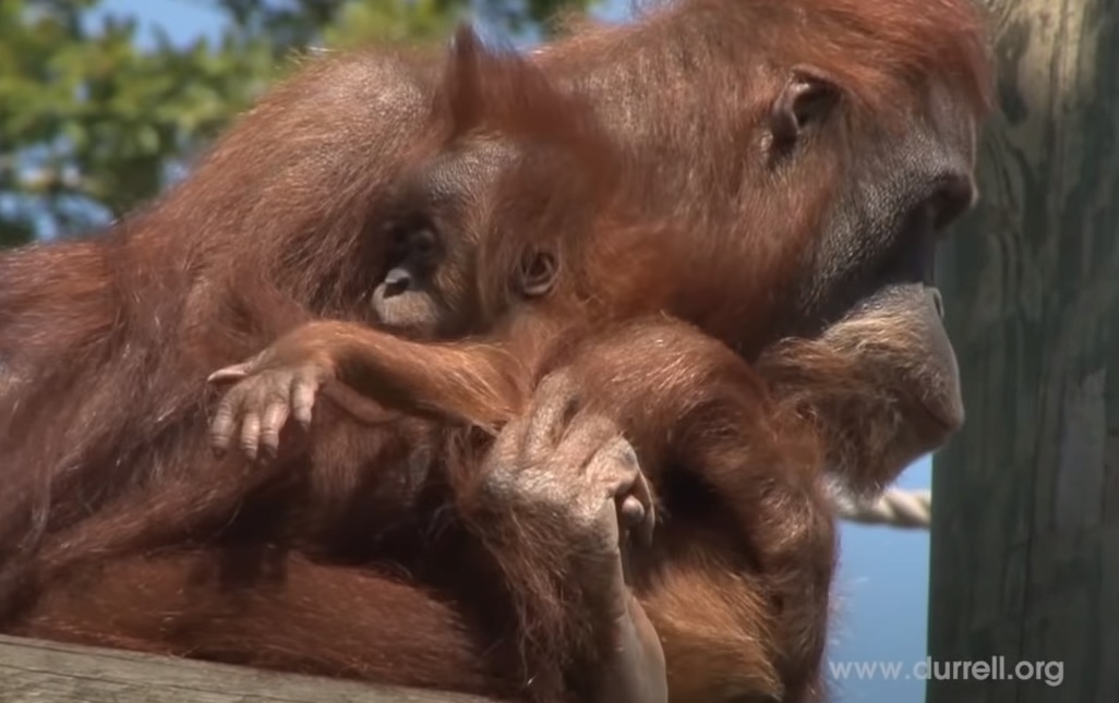 baby, Birth, camera, Durrell, Newjersey, live, orangutan, Sumatra, Wildlife, mother love, footage, rare, amazing, zoo,