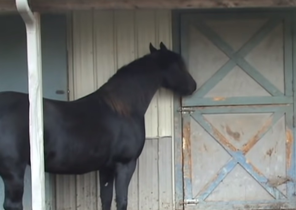 horse, smart, clever, camera, doors, stall, barn, farm,