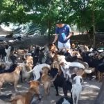This Sanctuary is Like heaven for 450 rescued dogs
