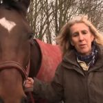This Horses Reunion Is Heart-Melting