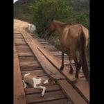 Man Rescues Baby Horse Stuck in Bridge