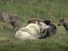 animals, Yellow Stone Park, Canada, Wolves, Nature, Documentary, wild-life, green-white-pink-text,