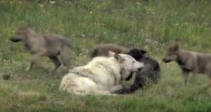 animals, Yellow Stone Park, Canada, Wolves, Nature, Documentary, wild-life, green-white-pink-text,