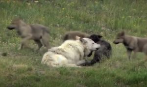 animals, Yellow Stone Park, Canada, Wolves, Nature, Documentary, wild-life, green-white-pink-text,