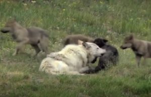 animals, Yellow Stone Park, Canada, Wolves, Nature, Documentary, wild-life, green-white-pink-text,
